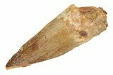 Fossil Spinosaurus Tooth - Real Dinosaur Tooth #268327-1